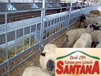 corral vientres ovinos